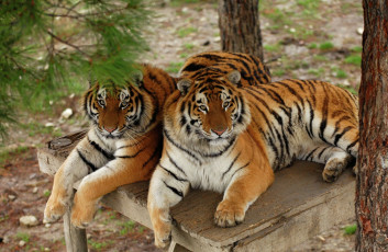 обоя тигры, животные, хищники