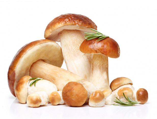 Обои картинки фото еда, грибы,  грибные блюда, розмарин, белые, боровики