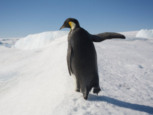 Картинка животные пингвины
