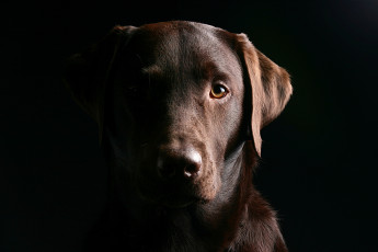 Картинка животные собаки морда пёс