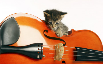 Картинка животные коты котёнок скрипка
