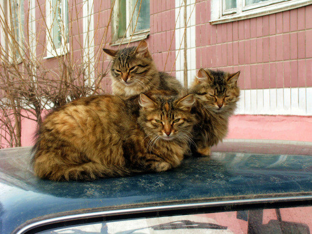 Обои картинки фото животные, коты, кошки, крыша