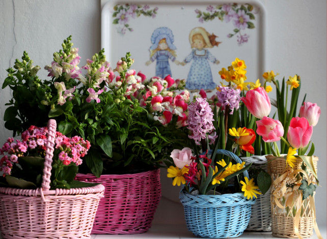 Обои картинки фото цветы, разные, вместе, поднос, нарциссы, гиацинт, тюльпаны, каланхоэ, корзинки