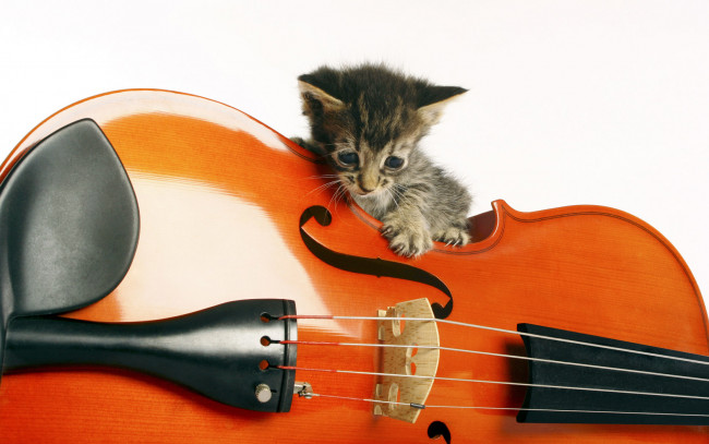 Обои картинки фото животные, коты, котёнок, скрипка