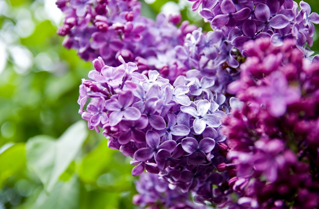 Обои картинки фото цветы, сирень, сиреневый, фиолетовый, гроздья