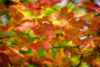 Картинка природа листья ветки листва осень цвета макро