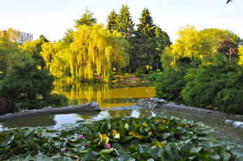 Картинка канада+ванкувер природа парк канада ванкувер деревья пруд