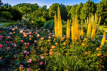Картинка westpark+мюнхен природа парк розы кусты сад