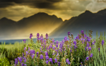 Картинка природа луга горы лучи облака цветы