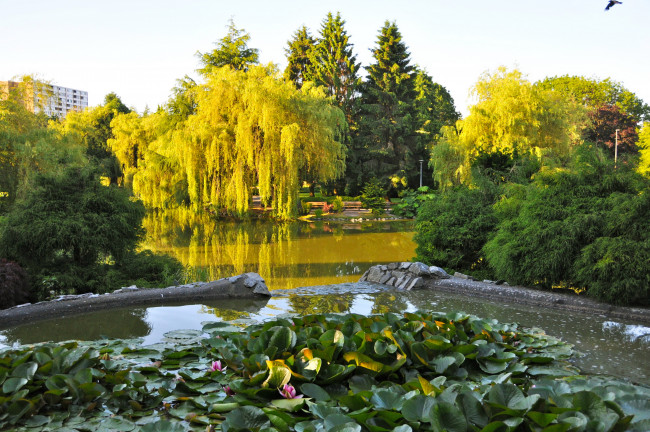 Обои картинки фото канада ванкувер, природа, парк, канада, ванкувер, деревья, пруд