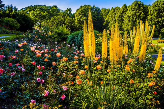 Обои картинки фото westpark мюнхен, природа, парк, розы, кусты, сад