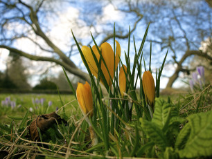 Картинка цветы крокусы макро кустик трава жёлтые утро весна