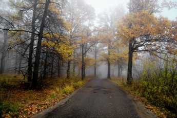 Картинка природа дороги лес осень
