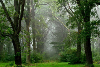 Картинка природа лес туман лето