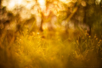 Картинка природа макро утро солнце трава свет лето