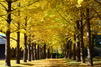 Картинка природа парк жёлтые деревья осень