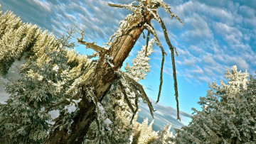 Картинка природа зима ели лес облака небо снег деревья