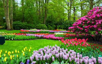 Картинка цветы разные+вместе рододендрон тюльпаны гиацинты