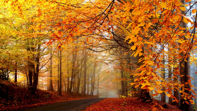 Обои картинки фото природа, дороги, дорога, лес, осень