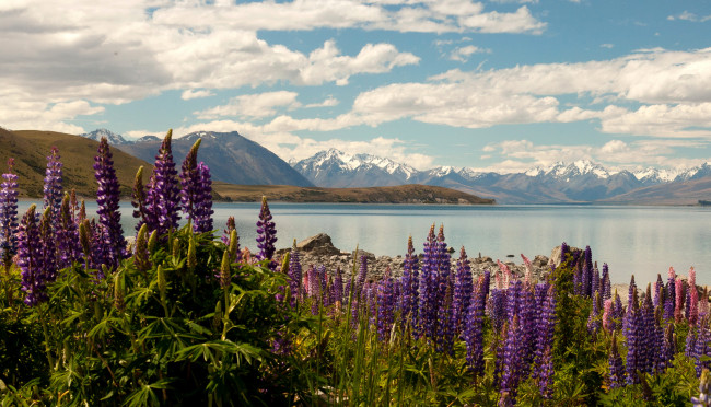 Обои картинки фото lake tekapo new zealand, природа, реки, озера, цветы, небо, горы, озеро, tekapo, lake