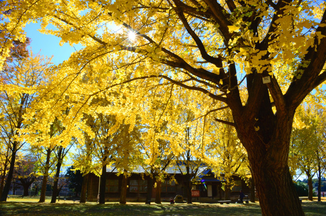 Обои картинки фото природа, парк, деревья, красота, осень, солнце, жёлтые