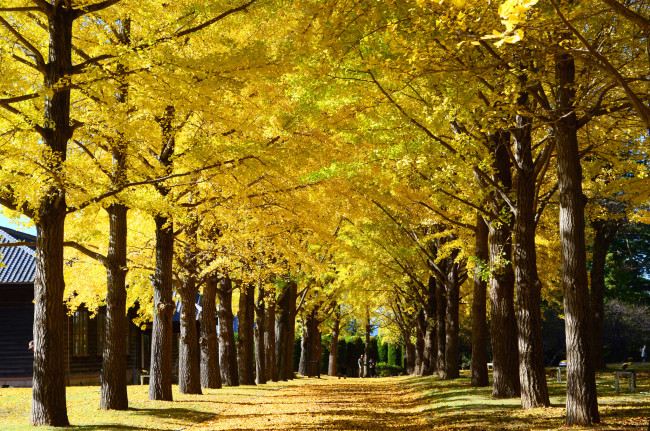 Обои картинки фото природа, парк, жёлтые, деревья, осень
