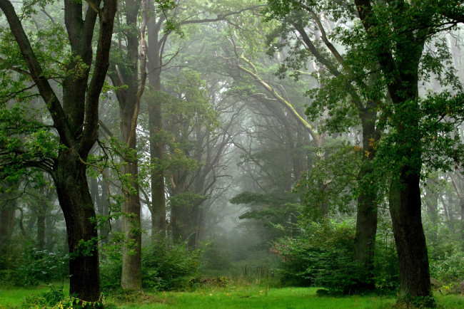 Обои картинки фото природа, лес, туман, лето