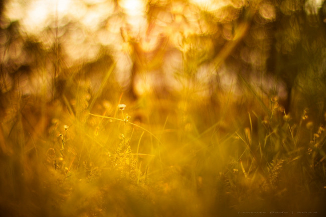 Обои картинки фото природа, макро, утро, солнце, трава, свет, лето