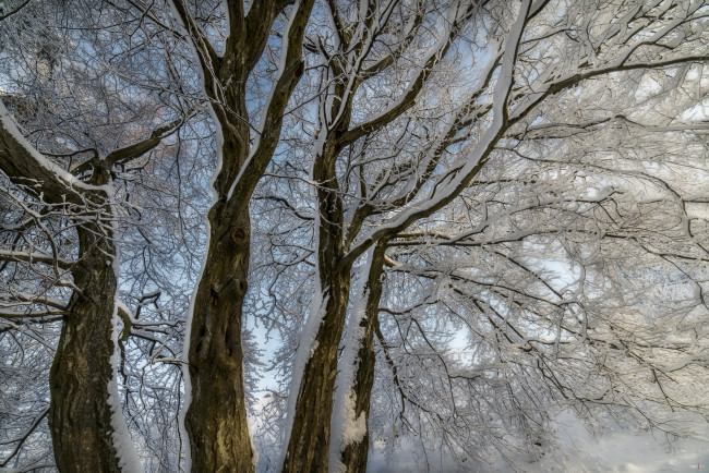 Обои картинки фото природа, зима, деревья, снег, ветки