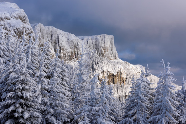 Обои картинки фото природа, зима, лес, снег
