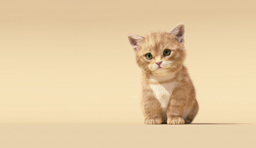 Картинка 3д+графика животные+ animals cat котёнок арт малыш детская sanhanat suwanwised