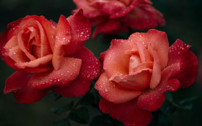 Обои картинки фото цветы, розы, макро, капли