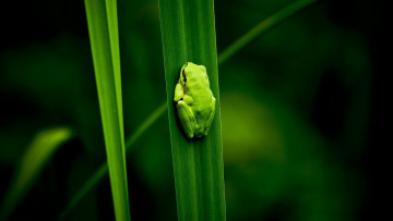 Картинка животные лягушки лягушка зеленая листья