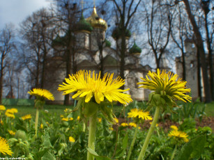 Картинка монастырские одуванчики цветы