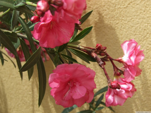 Картинка цветы олеандры