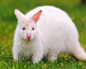 Картинка животные кенгуру альбинос белый white kangaroo