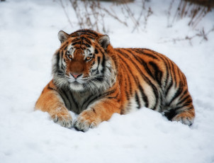 Картинка тигр на снегу животные тигры снег лежит взгляд