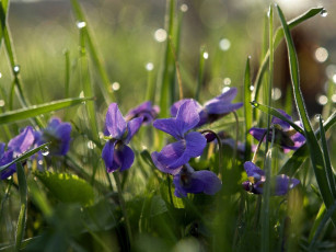 Картинка цветы фиалки фиолетовый капли роса