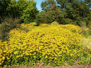 Картинка цветы рудбекия много желтый