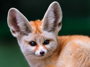 Картинка животные лисы большие уши взгляд мордочка фенек