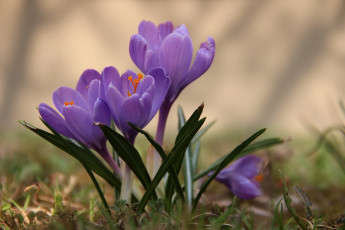 Картинка цветы крокусы весна сиреневый