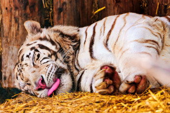 Картинка спящий тигр животные тигры белый спит морда язык