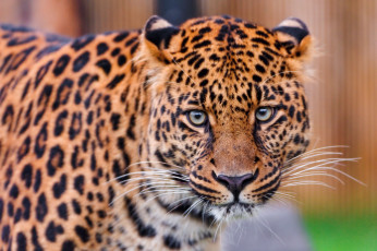 Картинка животные леопарды взгляд хищник