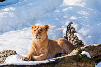 Картинка животные львы молодой лев