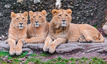 Картинка животные львы молодые