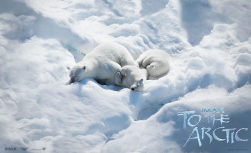Картинка to the arctic 3d кино фильмы белые медведи арктика