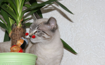 Картинка автор geronima животные коты кот игрушка