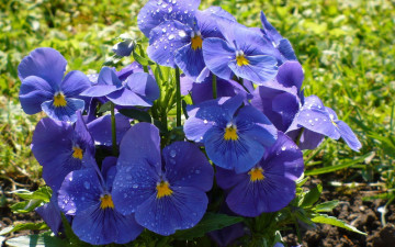 Картинка цветы анютины глазки садовые фиалки фиалка трехцветная