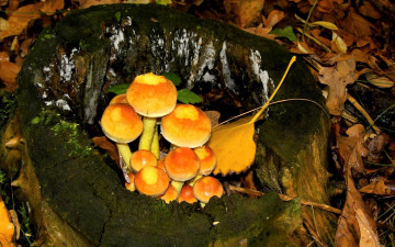 Картинка природа грибы пень