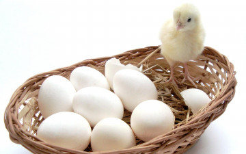 Картинка животные куры петухи цыплёнок яйца корзинка
